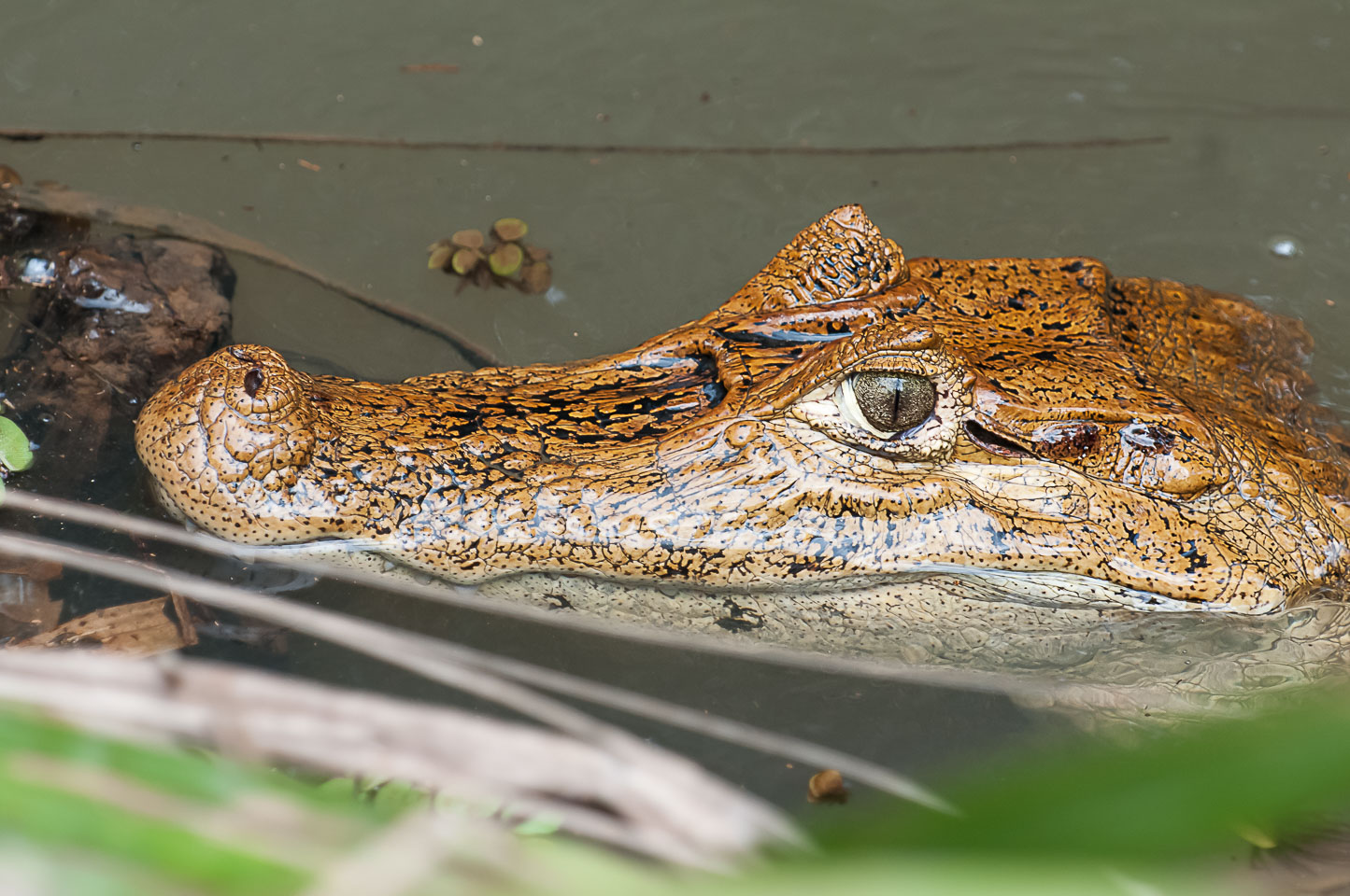 CR120562-Edit-Spectacled-Caiman.jpg