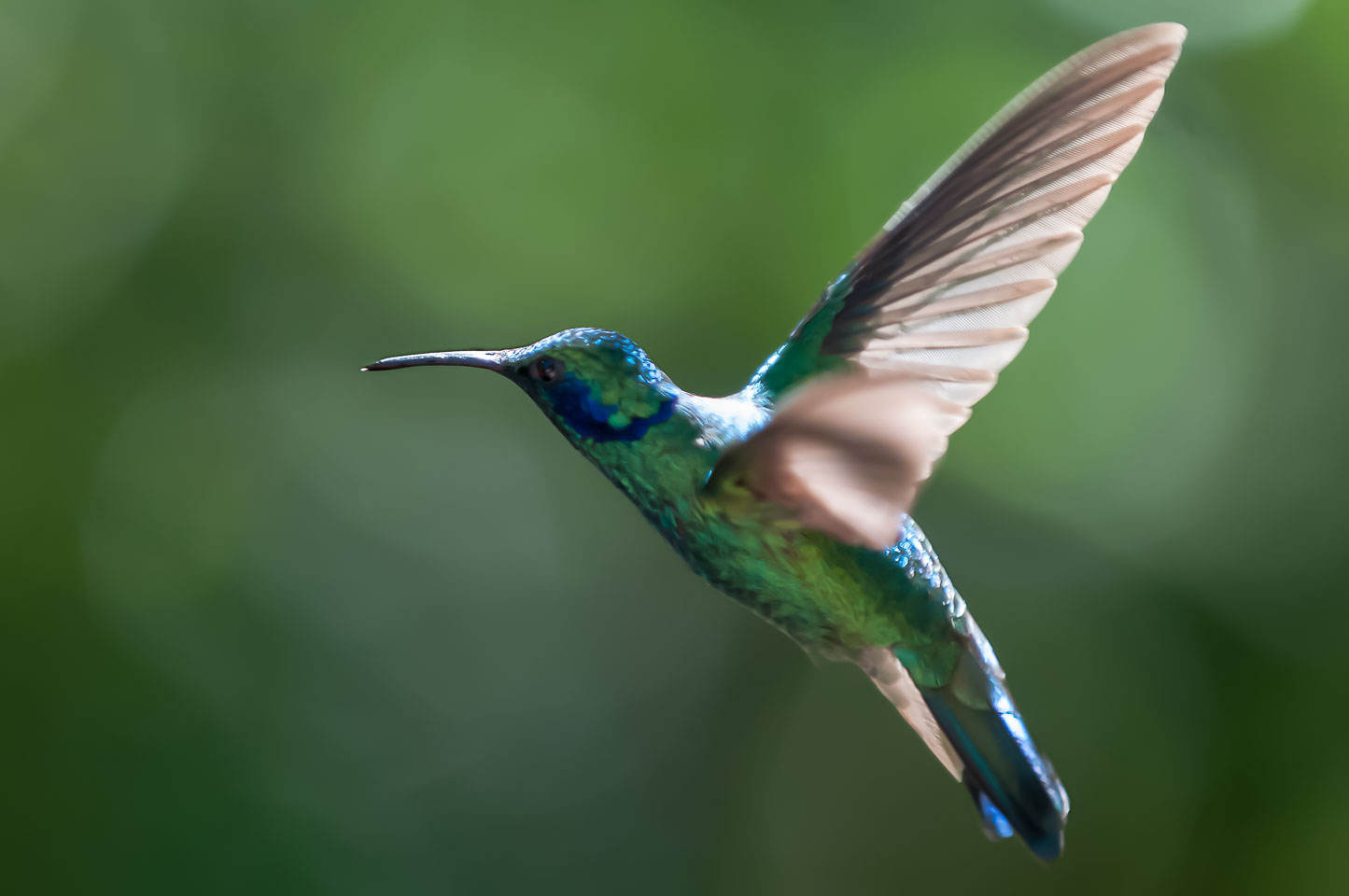 CR120651-Edit-Hummingbird.jpg