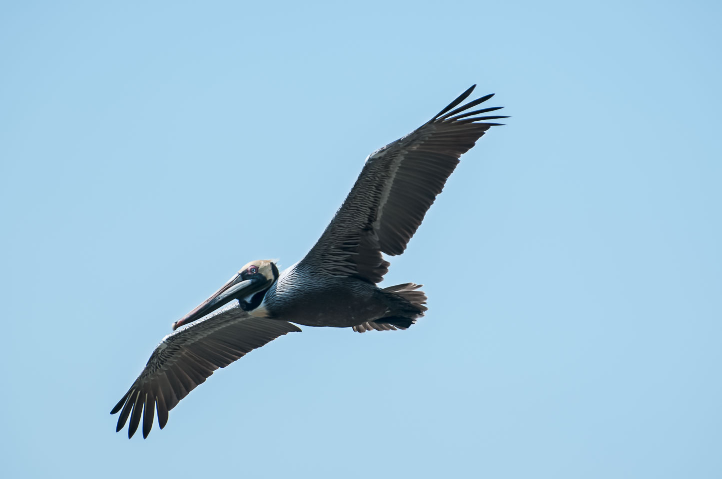 CR120863-Edit-Pelican-at-Bahia-Drake.jpg