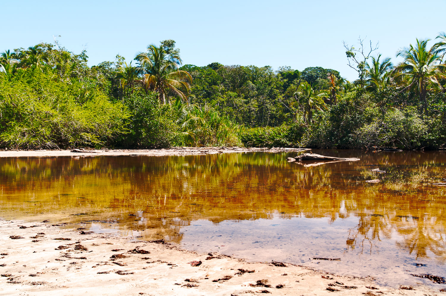 CR121215-EditE-Swamp-at-Cahuita-np.jpg