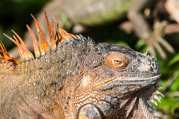 Iguana CR120530-Edit-Iguana.jpg