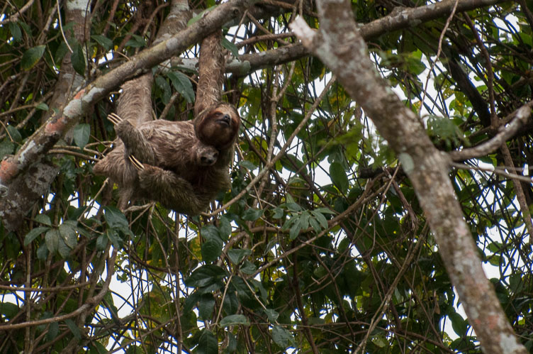 Three-toed Sloth CR120561-Edit-Three-toed-Sloth.jpg