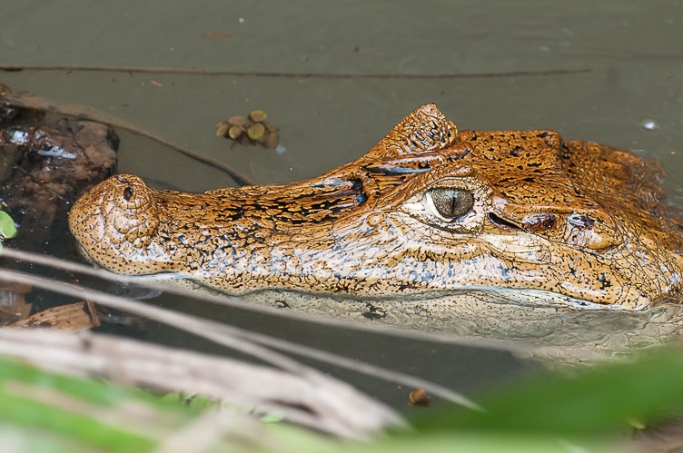 Spectacled Caiman CR120562-Edit-Spectacled-Caiman.jpg