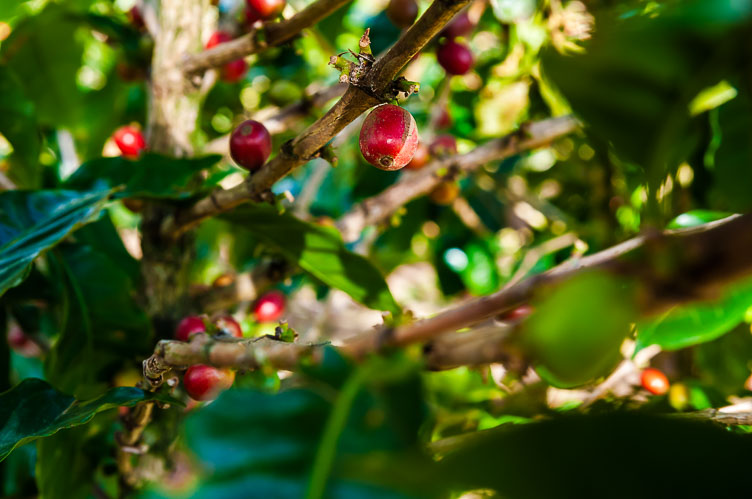 Coffee plants at the Monteverde region CR120604-Edit-Coffee-plants-at-the-Monteverde-region.jpg