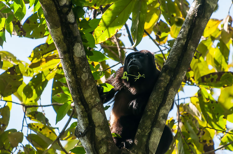 Howler Monkey CR120714-Edit-Howler-Monkey.jpg
