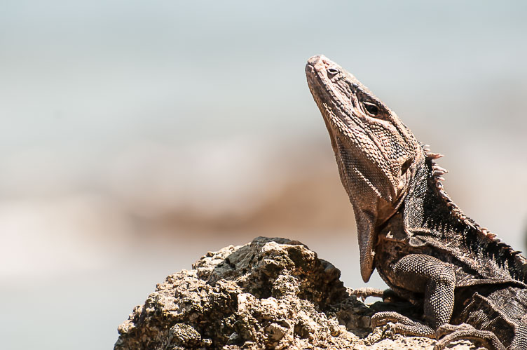 Black Ctenosour CR120738-Edit-Black-Ctenosour.jpg