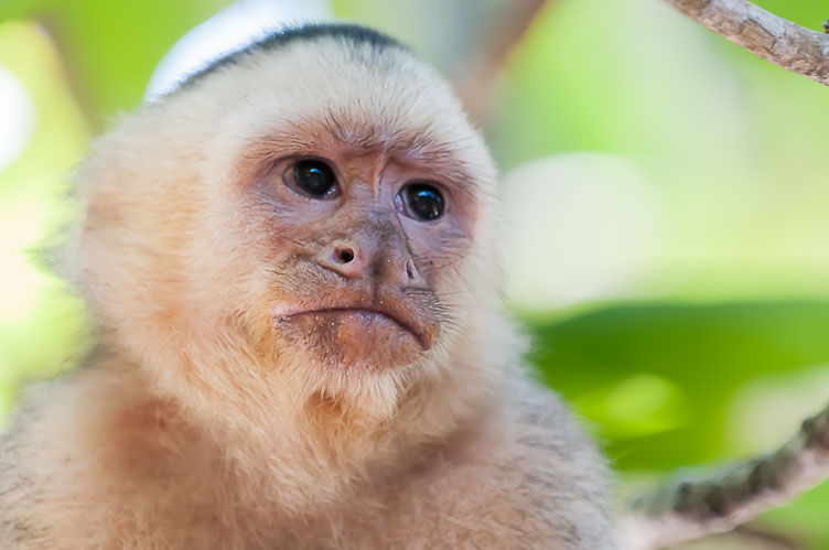 Capucin Monkey CR120751-Edit-Capucin-Monkey.jpg