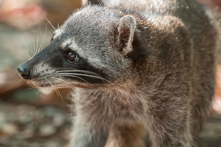 Raccoon CR120753-Edit-Raccoon.jpg