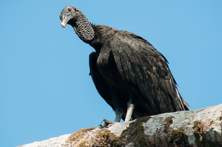 Black Vulture at Bahia Drake CR120847-Edit-Black-Vulture-at-Bahia-Drake.jpg