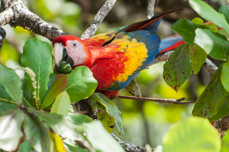 Scarlet Macaw at Bahia Drake CR120934-Edit-Scarlet-Macaw-at-Bahia-Drake.jpg