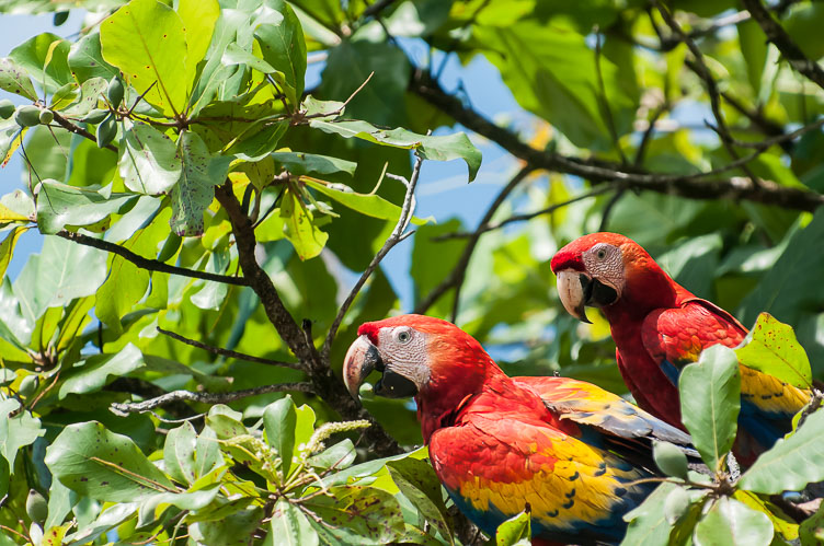 Scarlet Macaw at Bahia Drake CR120940-Edit-Scarlet-Macaw-at-Bahia-Drake.jpg