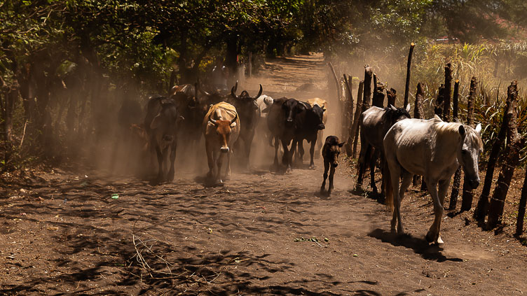 Ometepe-Cattle NI120342-Edit-Ometepe-Cattle.jpg