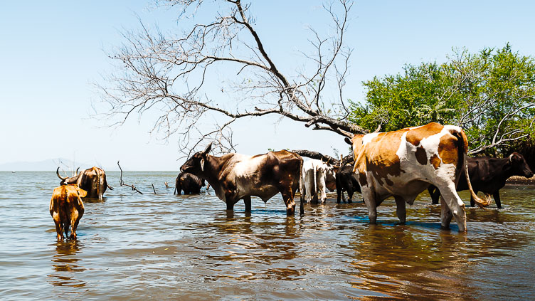 Ometepe-Cattle in the lake NI120347-Edit-Ometepe-Cattle-in-the-lake.jpg