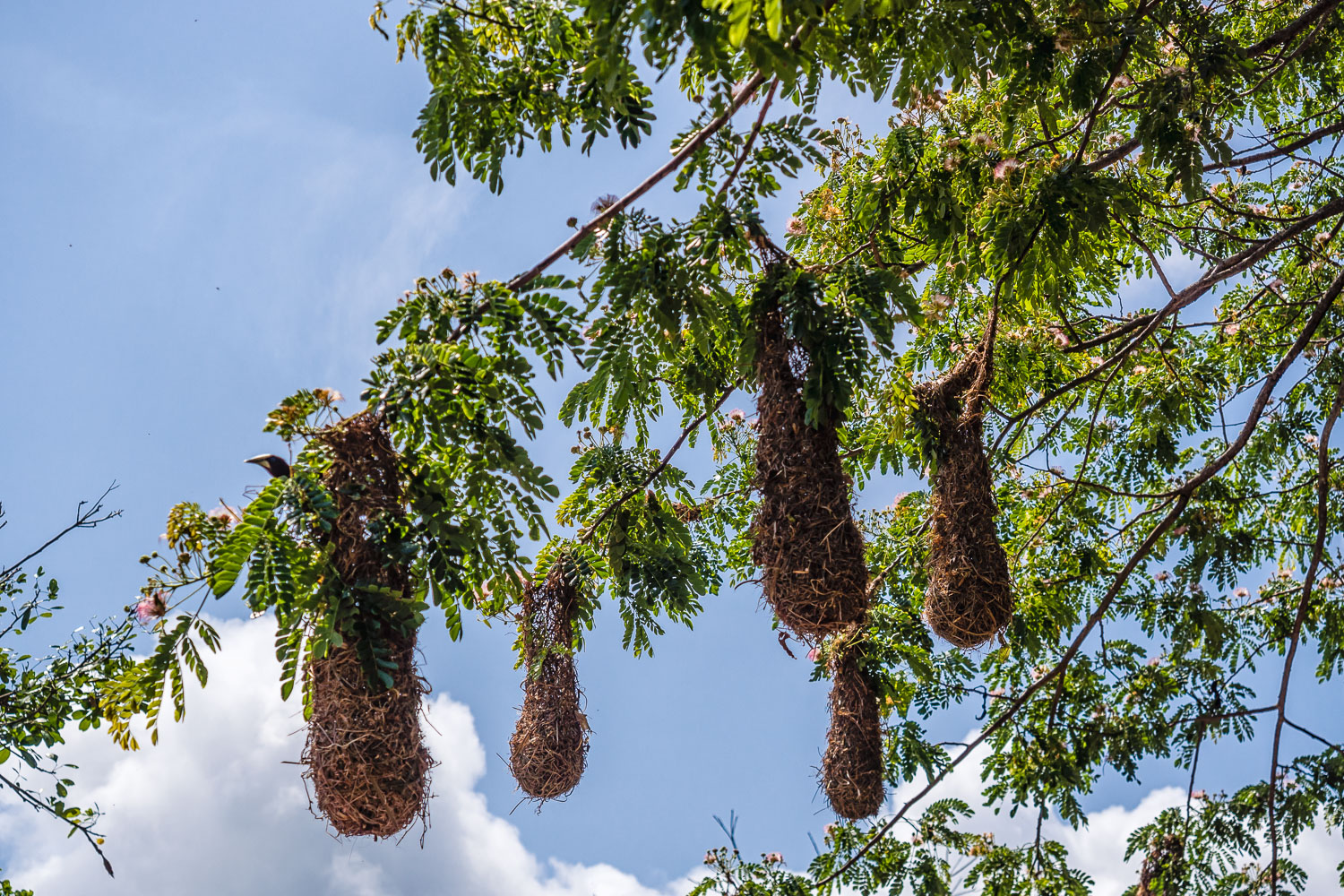 PA150496E-Fort-San-Lorenzo-weaver-birds-nests.jpg