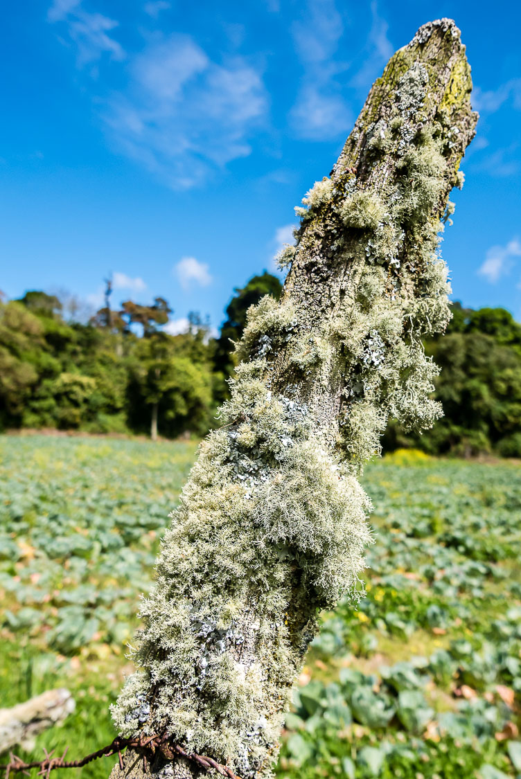 Boquete at the Quetzal trail PA150254E-Boquete-at-the-Quetzal-trail.jpg