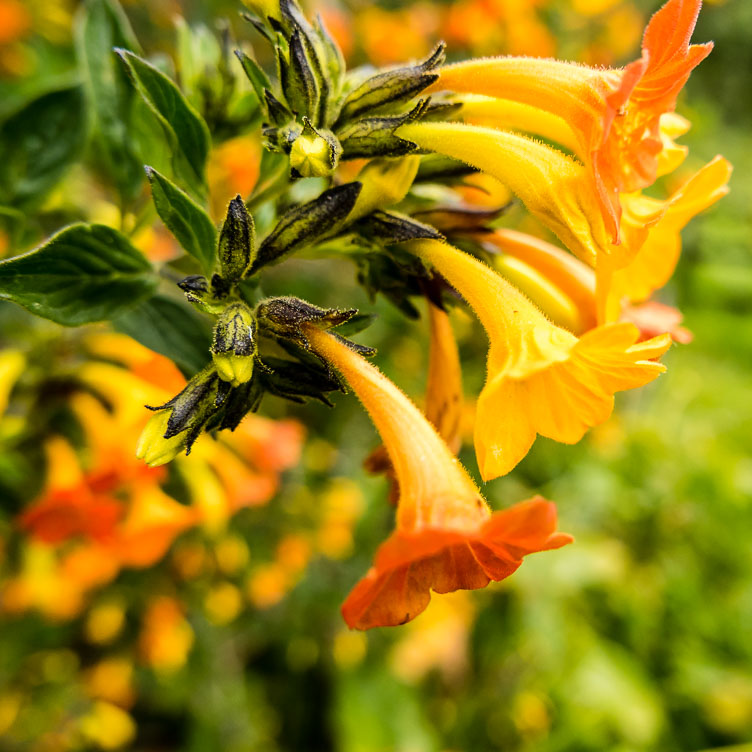 Flowers in Boquete PA150264-Flowers-in-Boquete.jpg