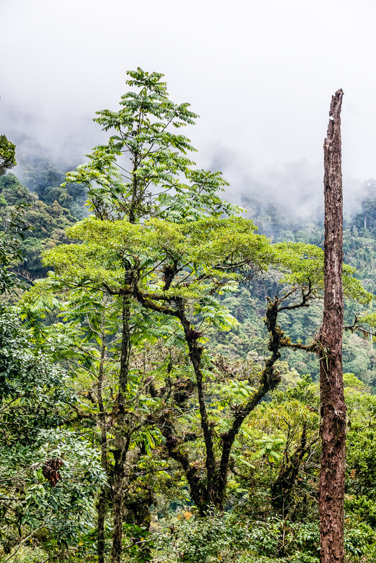 Boquete-the Quetzal trail PA150281E-Boquete-the-Quetzal-trail.jpg