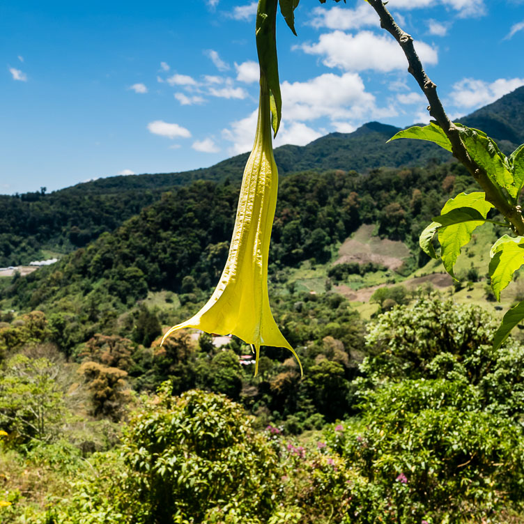 Boquete-the Quetzal trail PA150307E-Boquete-the-Quetzal-trail.jpg