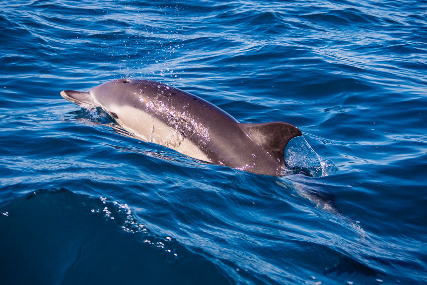 Tuimelaar bij Madeira